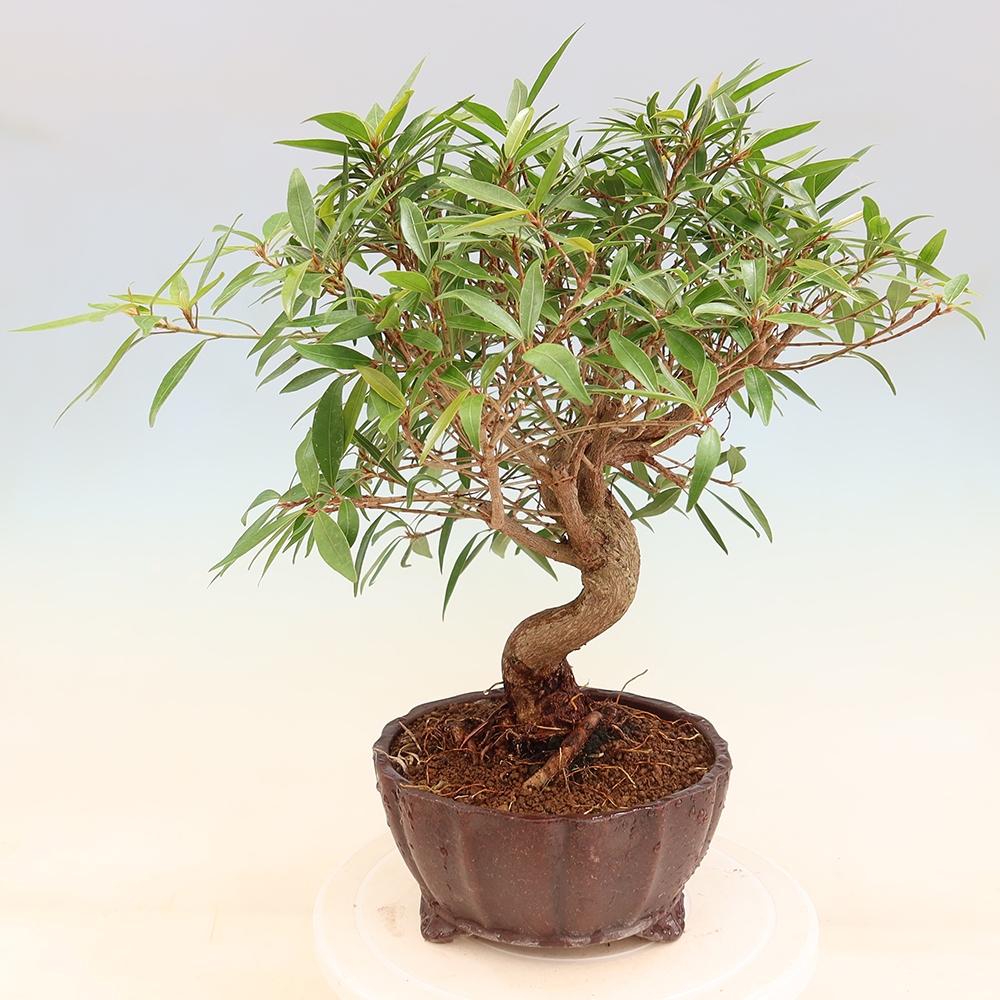 Kamerbonsai - Ficus nerifolia - kleinbladige ficus