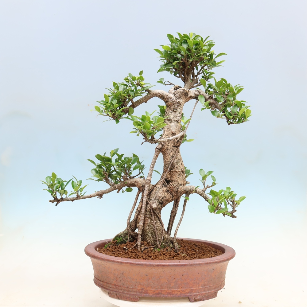 Kamerbonsai - Ficus kimmen - kleinbladige ficus