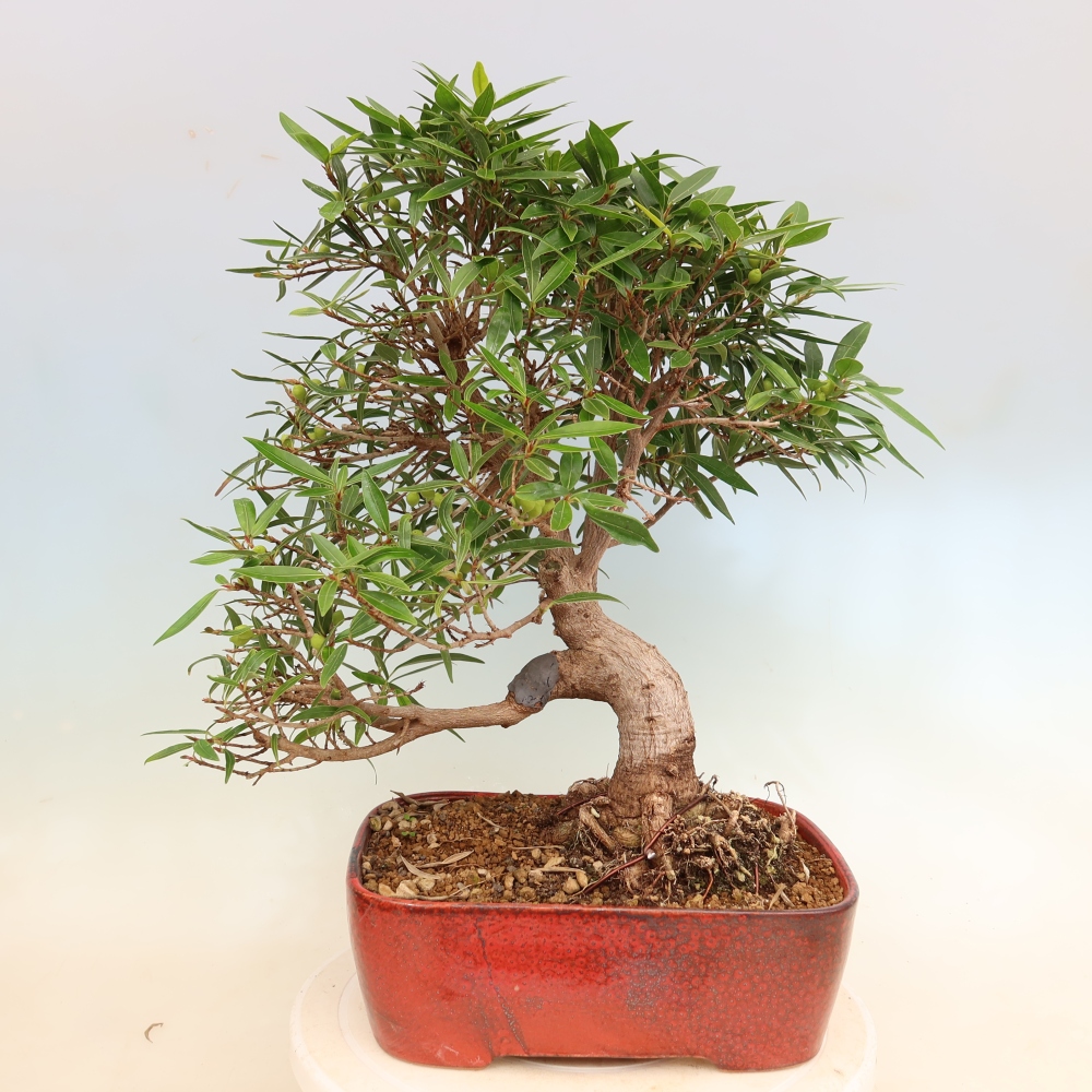 Kamerbonsai - Ficus nerifolia - kleinbladige ficus