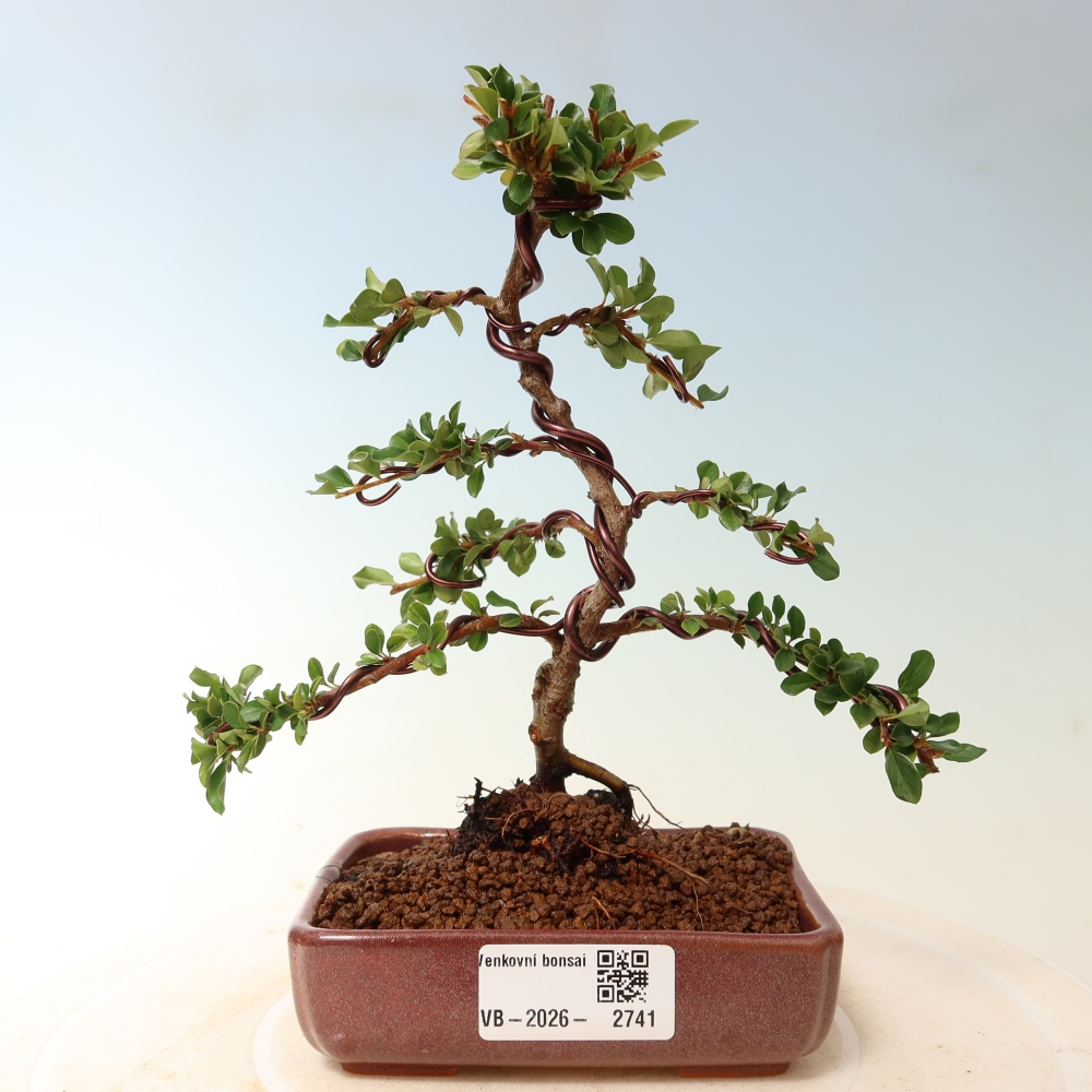 Bonsai voor buiten - Cotoneaster horizontalis - Rocky Mountain