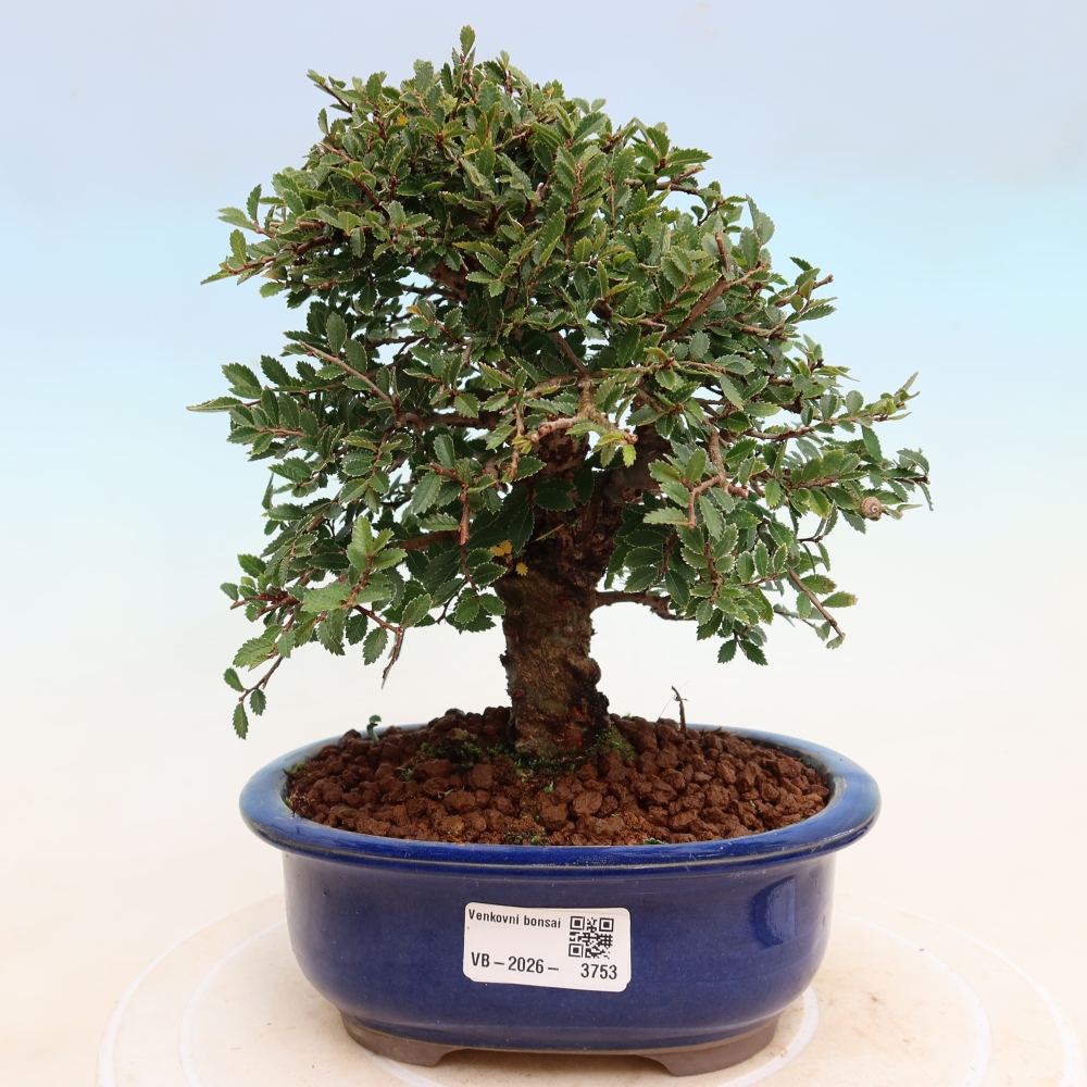 Bonsai voor buiten - Zelkova - Zelkova NIRE
