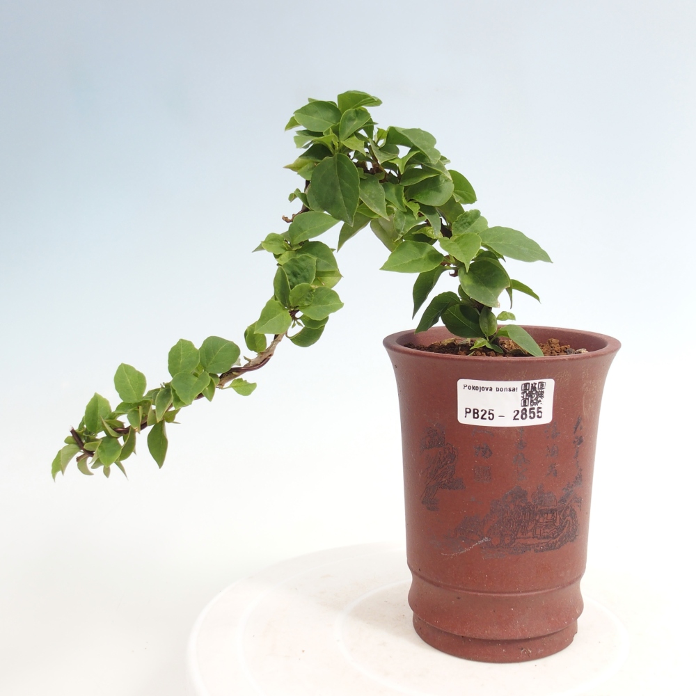 Kamerbonsai - Bouganwilea