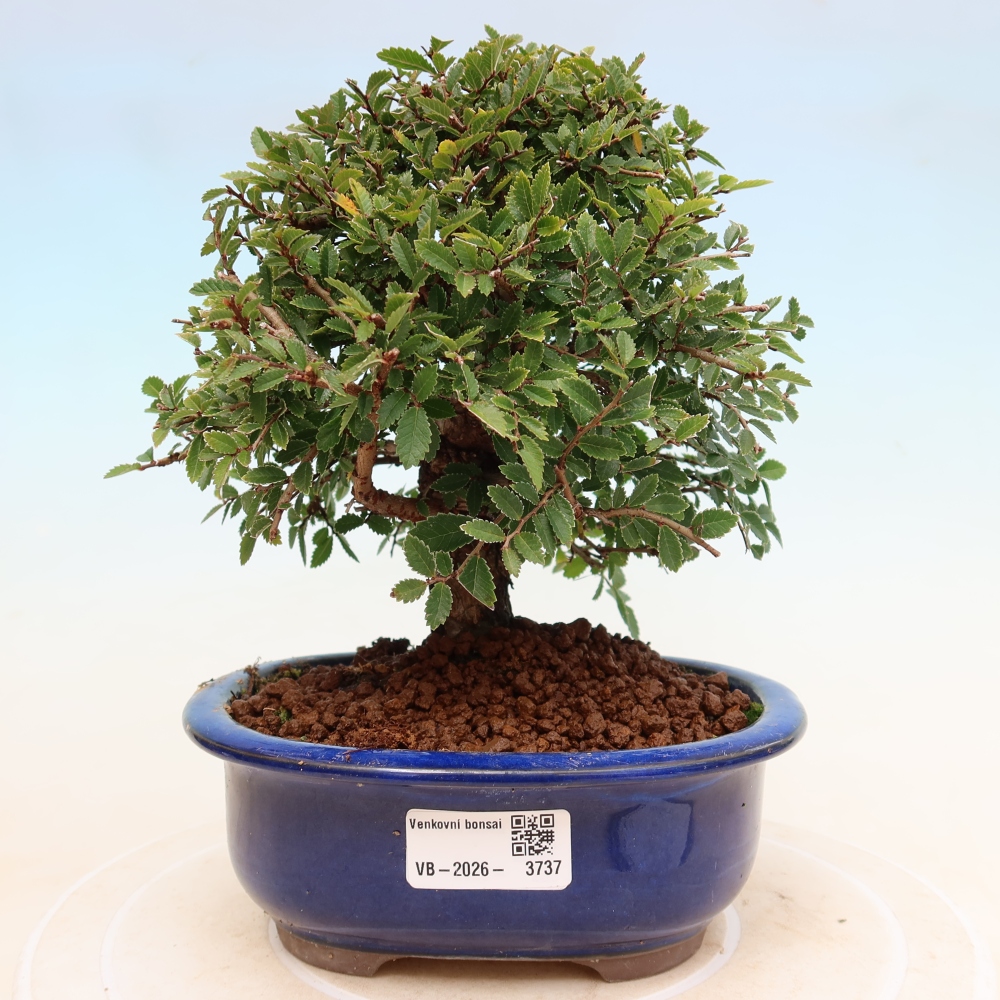 Bonsai voor buiten - Zelkova - Zelkova NIRE