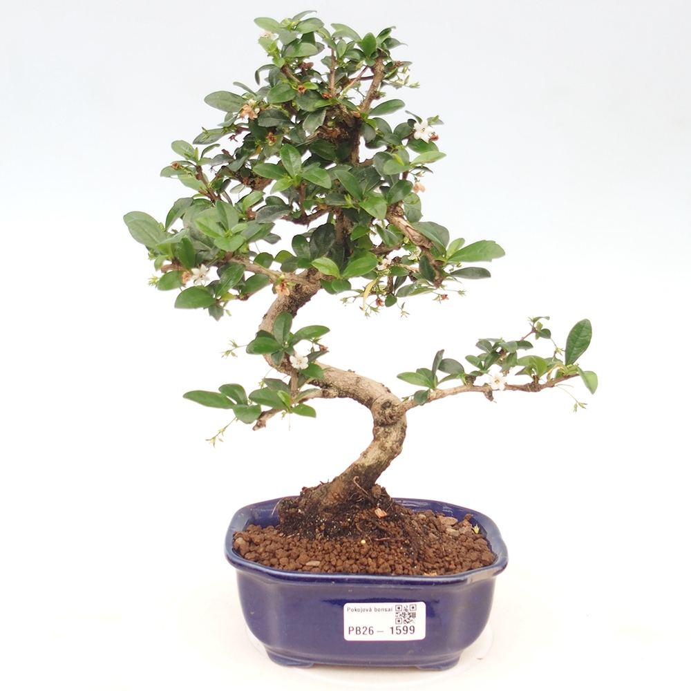 Kamerbonsai - Carmona macrophylla - Thee fuki