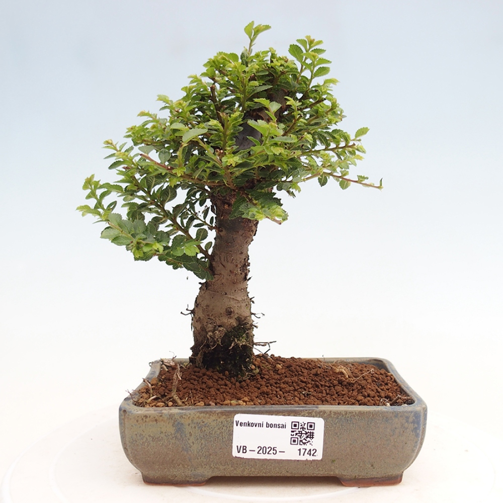 Bonsai voor buiten - Ulmus parvifolia Hokkaido - Chinese iep