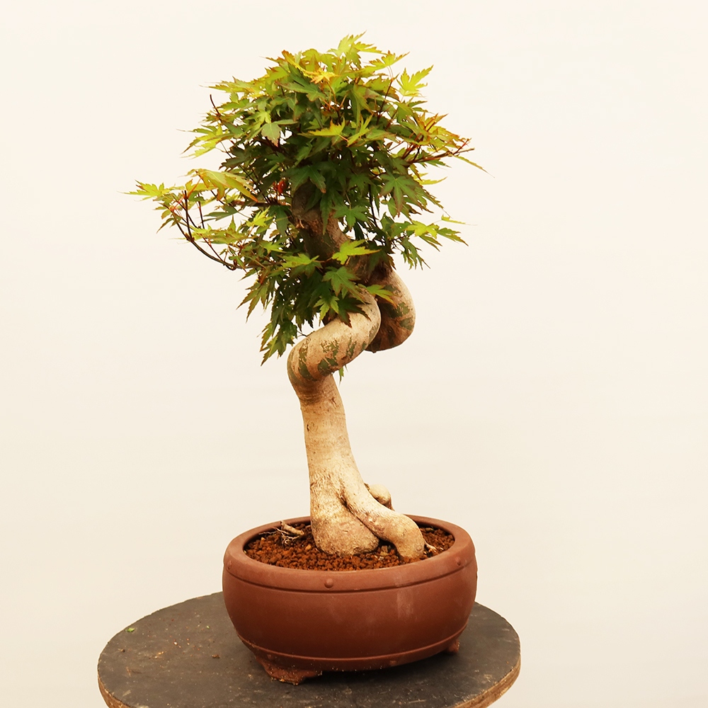 Bonsai voor buiten - Esdoorn palmatum - Palmen