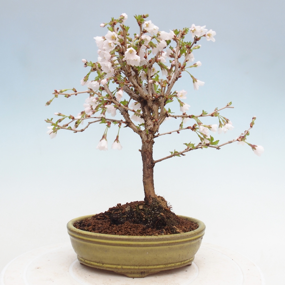 Bonsai voor buiten - Prunus incisa Kojou-no mai-Plivon uitgesneden