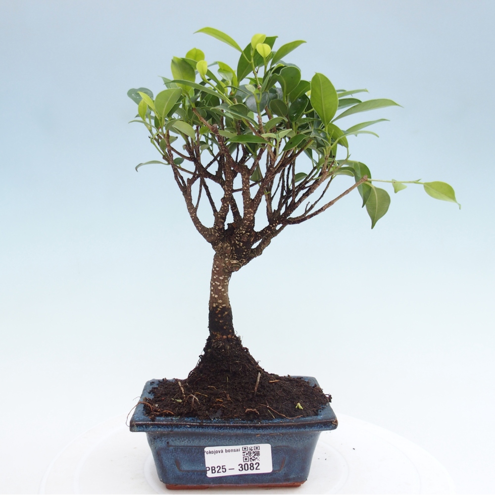 Kamer bonsai Ficus retusa kimmen