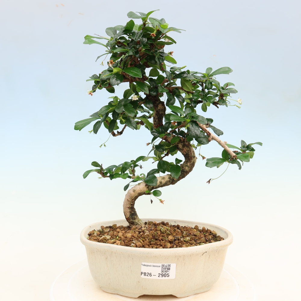 Kamerbonsai - Carmona macrophylla - Thee fuki
