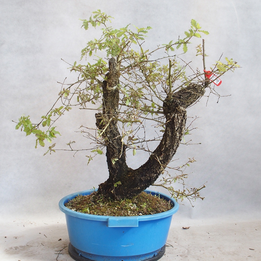 Buiten bonsai Quercus Cerris - Eik Cer