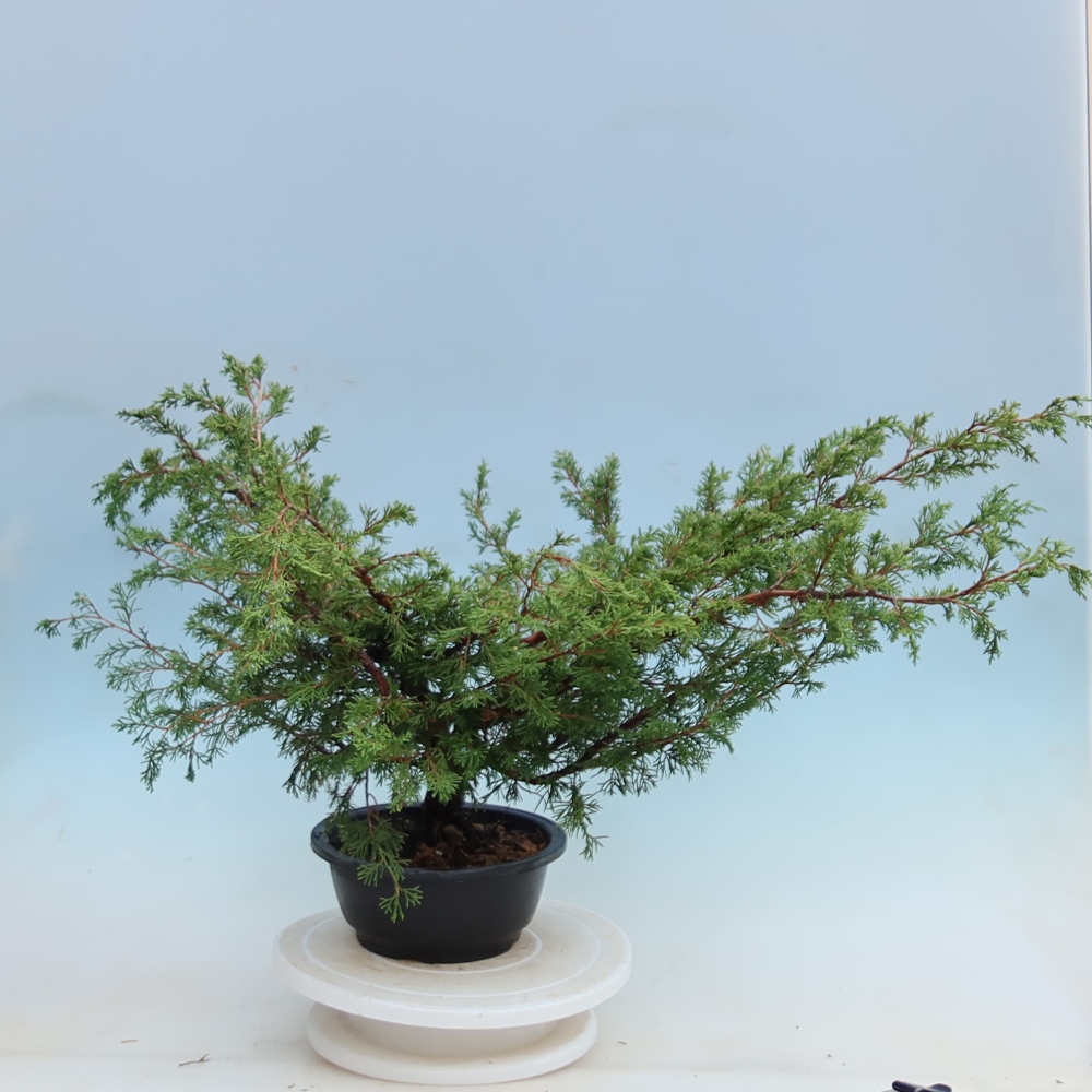 Buitenbonsai - Juniperus chinensis Itoigawa - Chinese jeneverbes