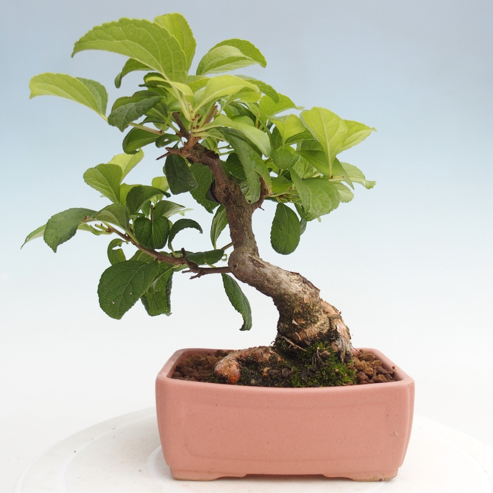 Bonsai voor buiten - Celastrus orbiculatus