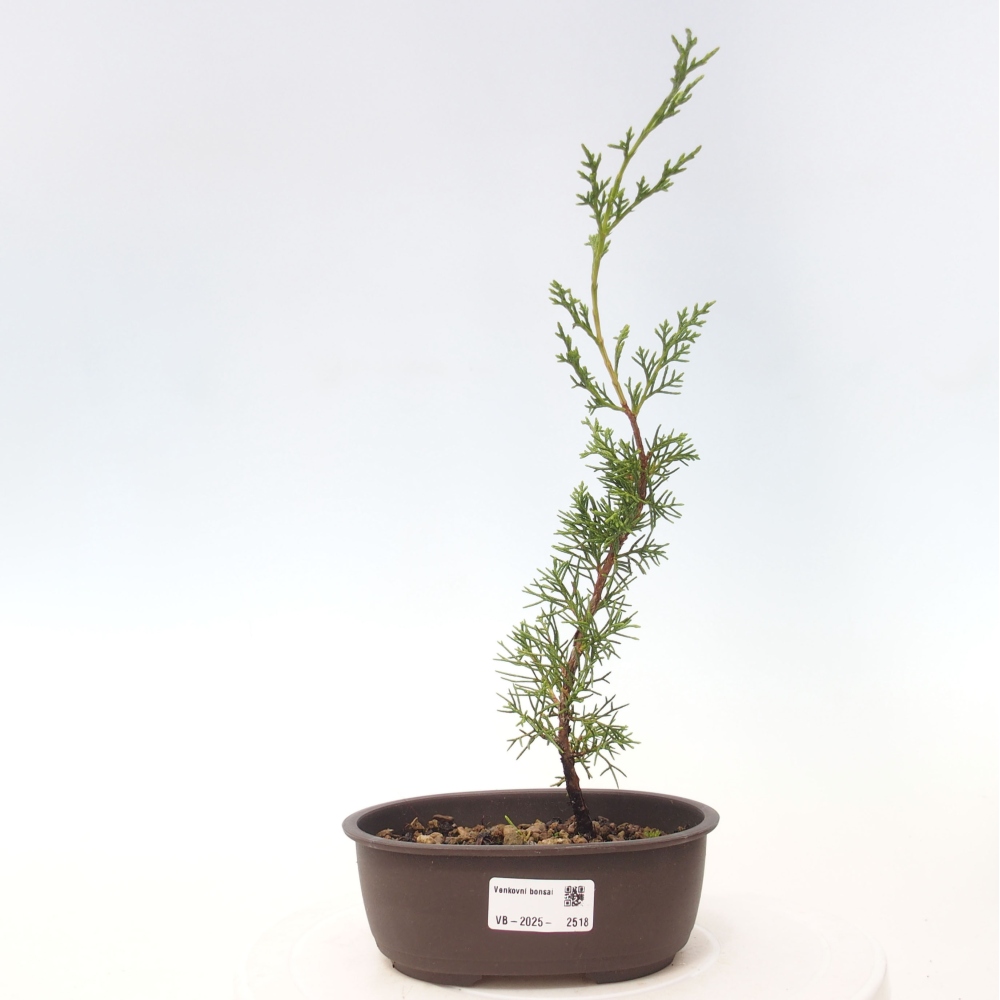 Bonsai voor buiten - Juniperus chinensis Itoigawa
