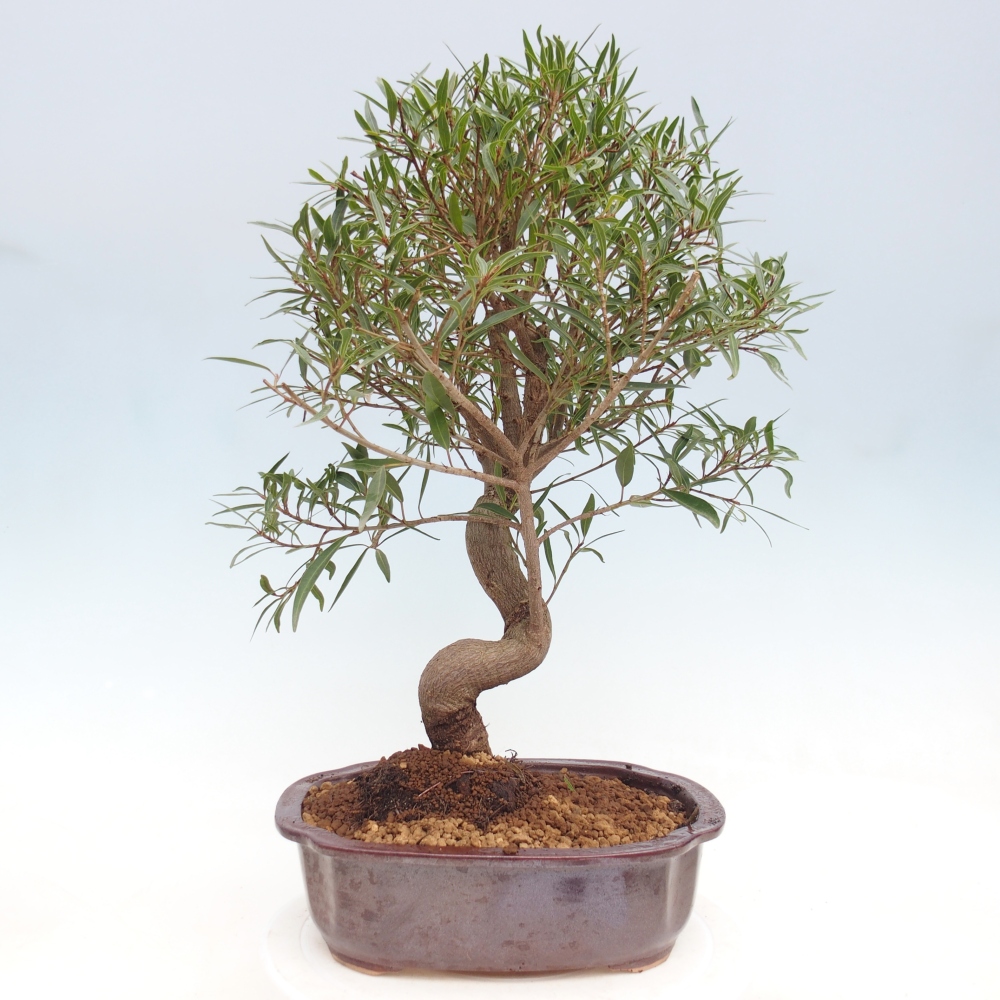 Kamerbonsai - Ficus nerifolia - kleinbladige ficus