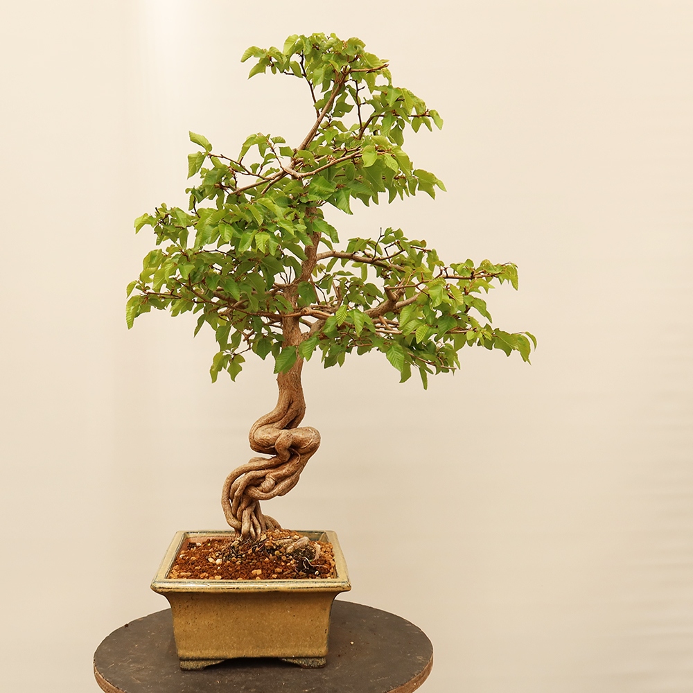 Bonsai voor buiten -Carpinus Coreana - Koreaanse haagbeuk