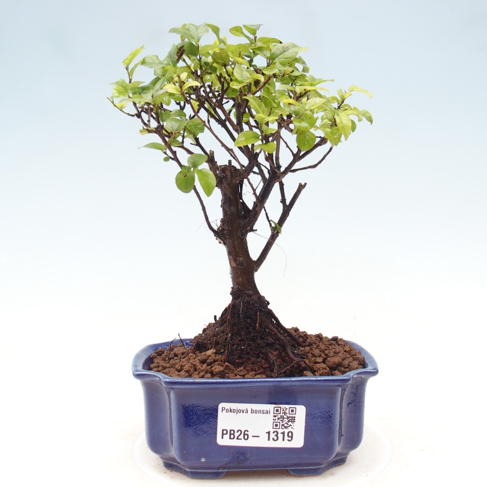 Kamerbonsai - Sageretia thea - Sageretia thea