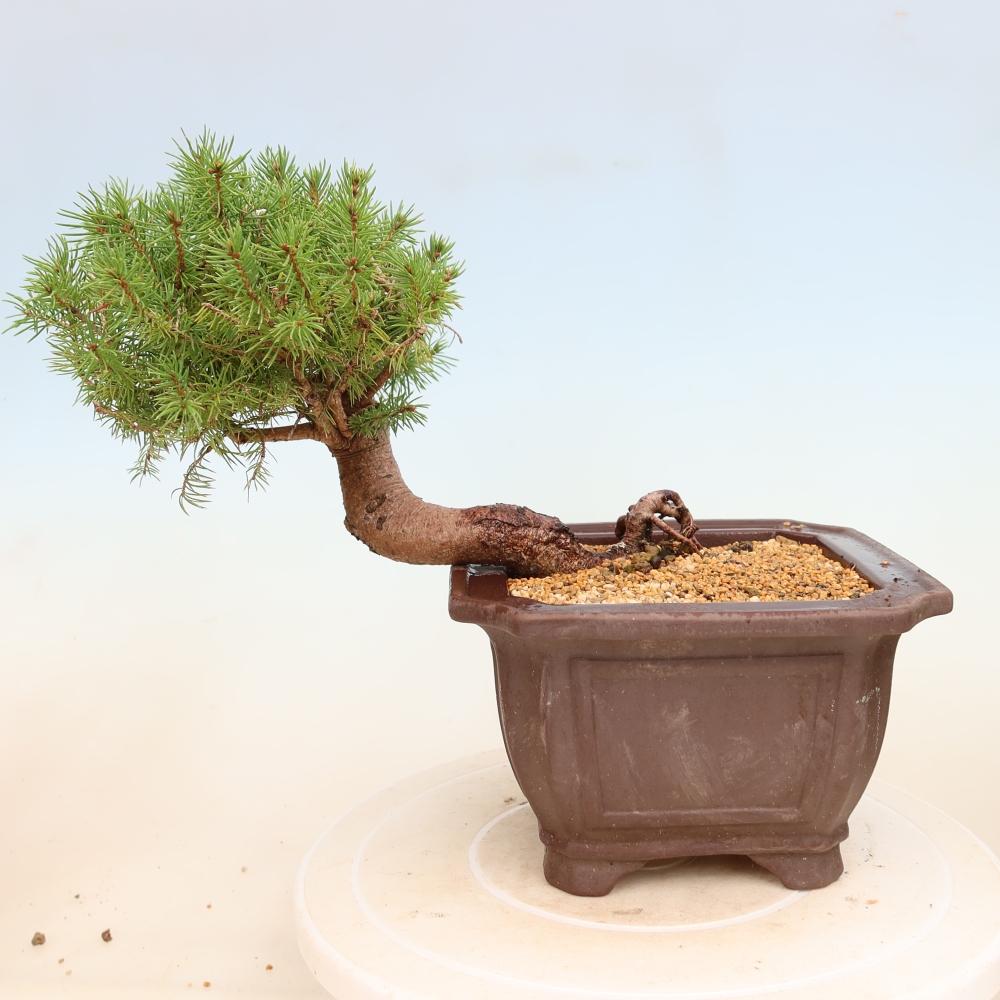 Bonsai voor buiten - Gewone spar - Picea glauca bol