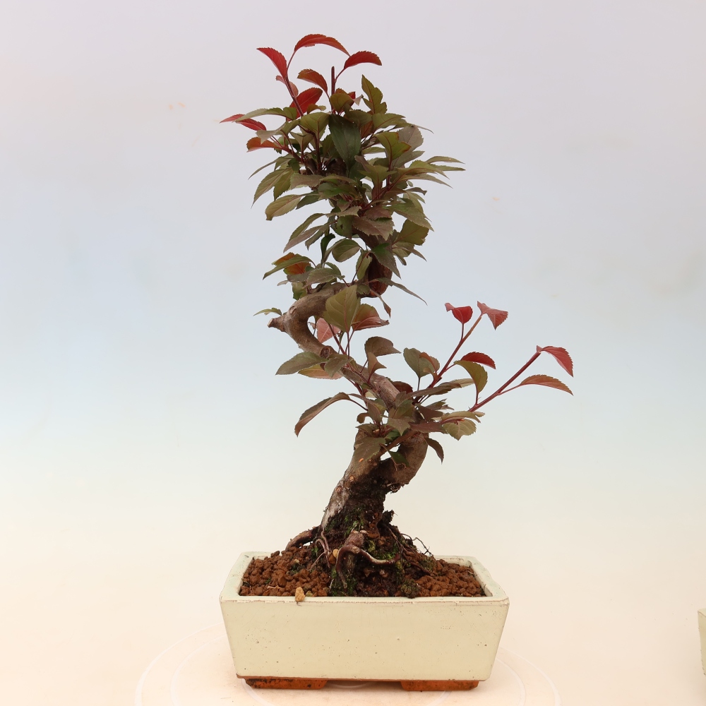Bonsai voor buiten -Malus domestica - Roodbladige appelboom met kleine vruchten