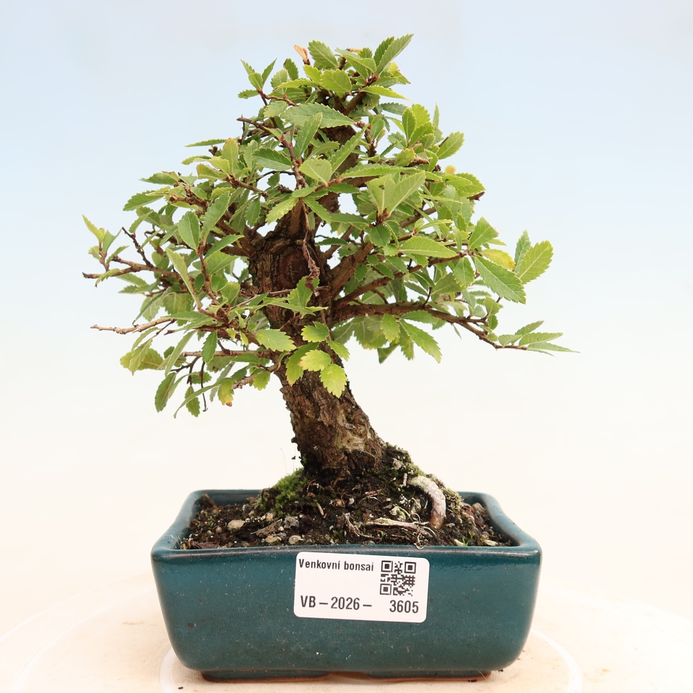 Bonsai voor buiten - Zelkova - Zelkova NIRE