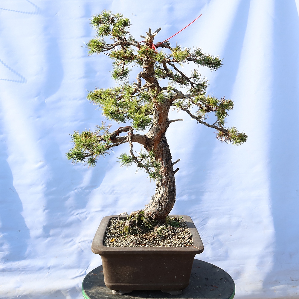 Pinus sylvestris Spanje - grove den