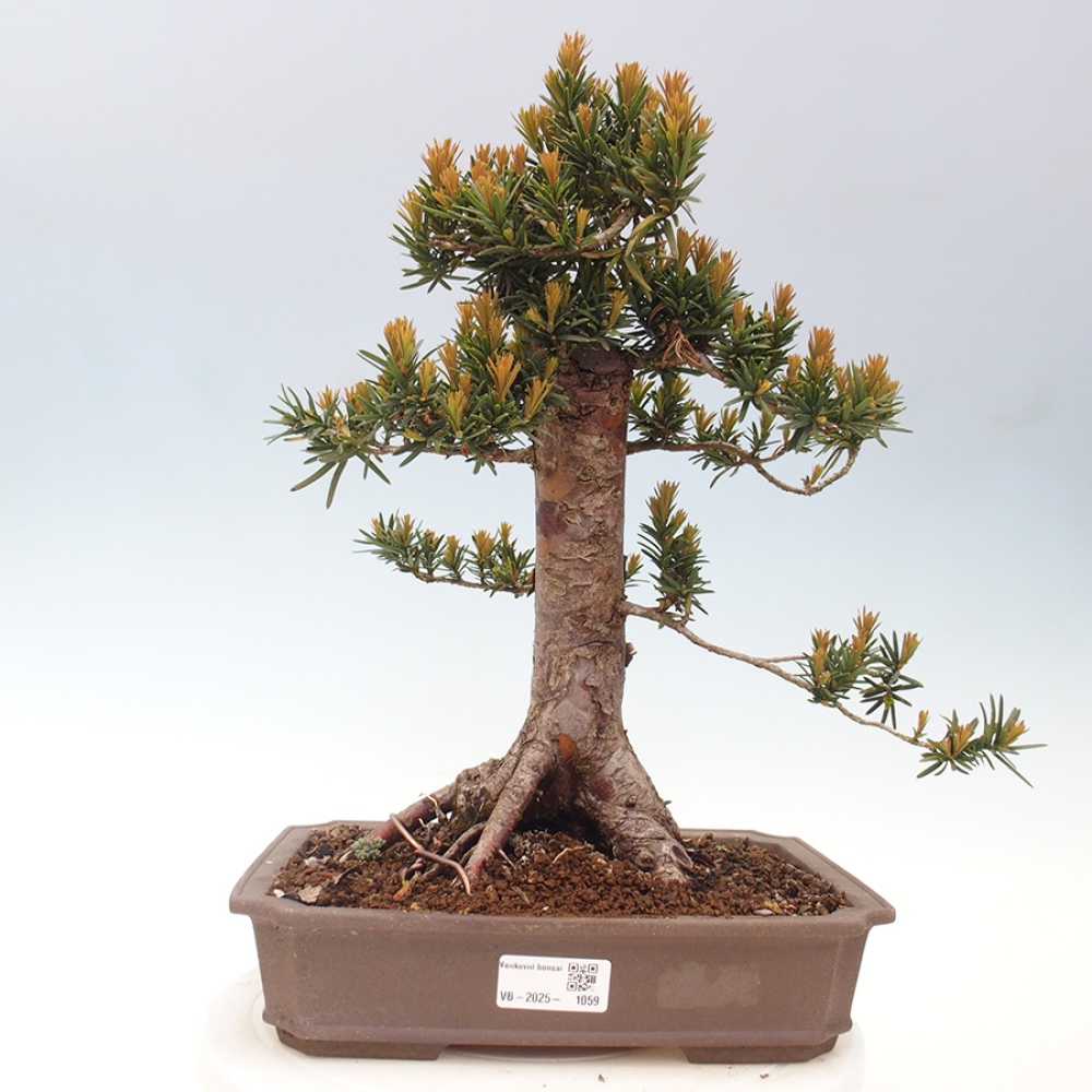 Bonsai voor buiten - Taxus cuspidata - Japanse Taxus