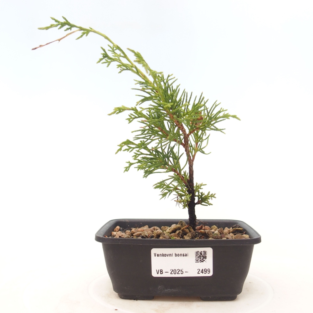 Bonsai voor buiten - Juniperus chinensis Itoigawa