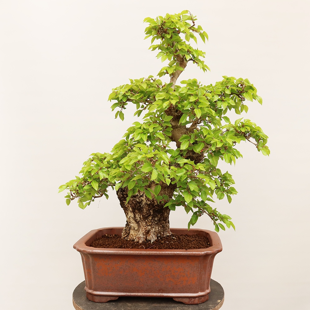 Bonsai voor buiten -Carpinus Coreana - Koreaanse haagbeuk