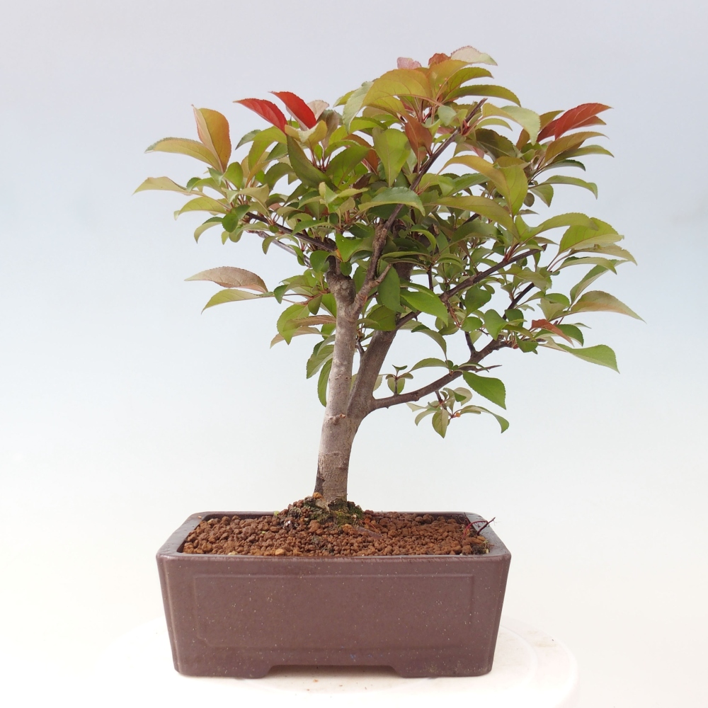Bonsai voor buiten -Malus domestica - Roodbladige appelboom met kleine vruchten