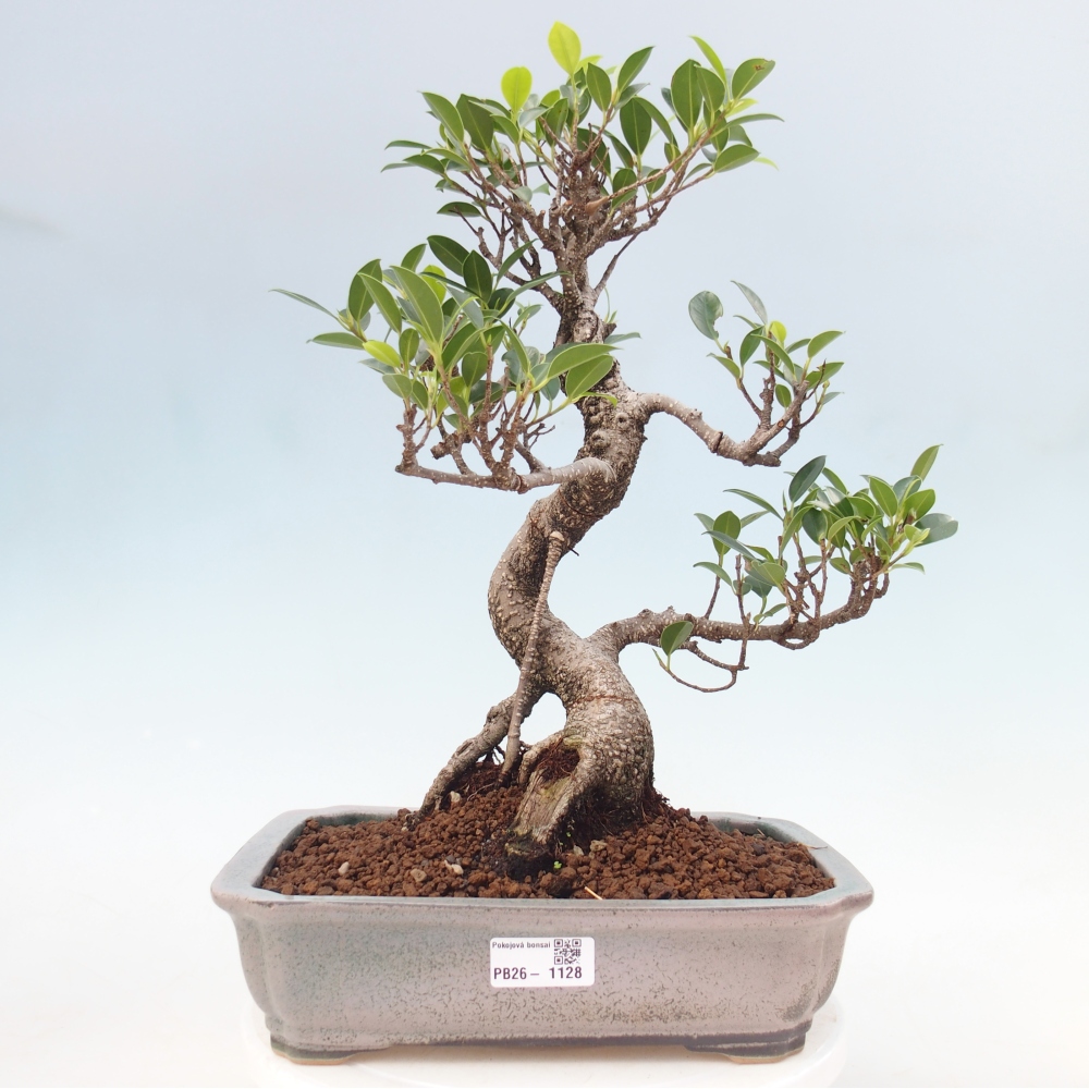 Kamerbonsai - Ficus kimmen - kleinbladige ficus