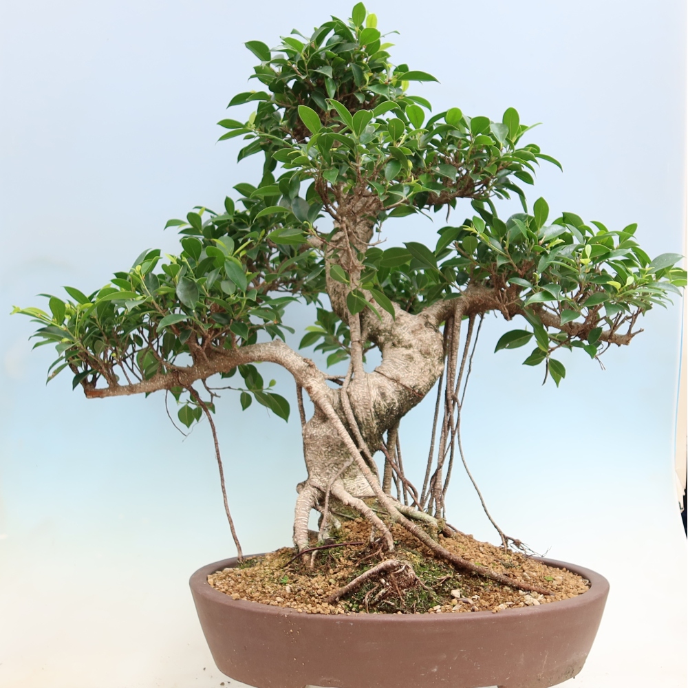 Kamerbonsai - Ficus kimmen - kleinbladige ficus