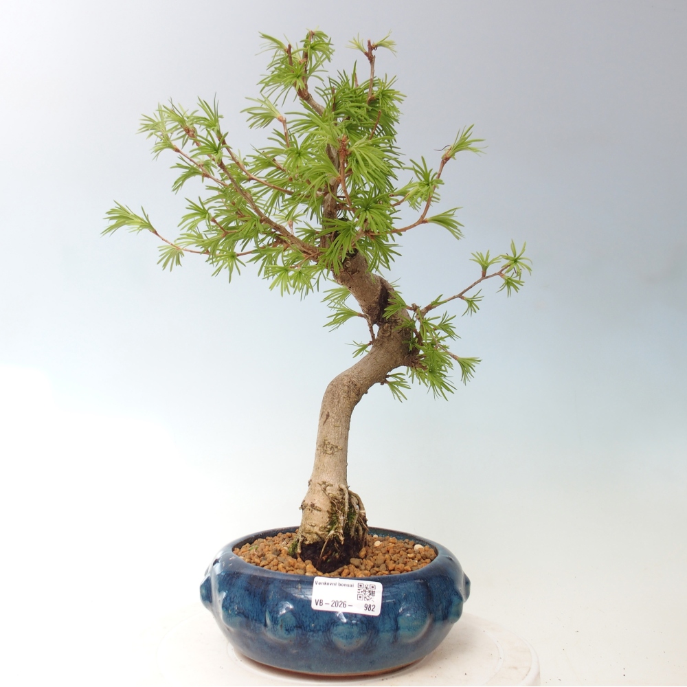 Bonsai voor buiten -Pseudolarix amabis-Pseudolarix amabis