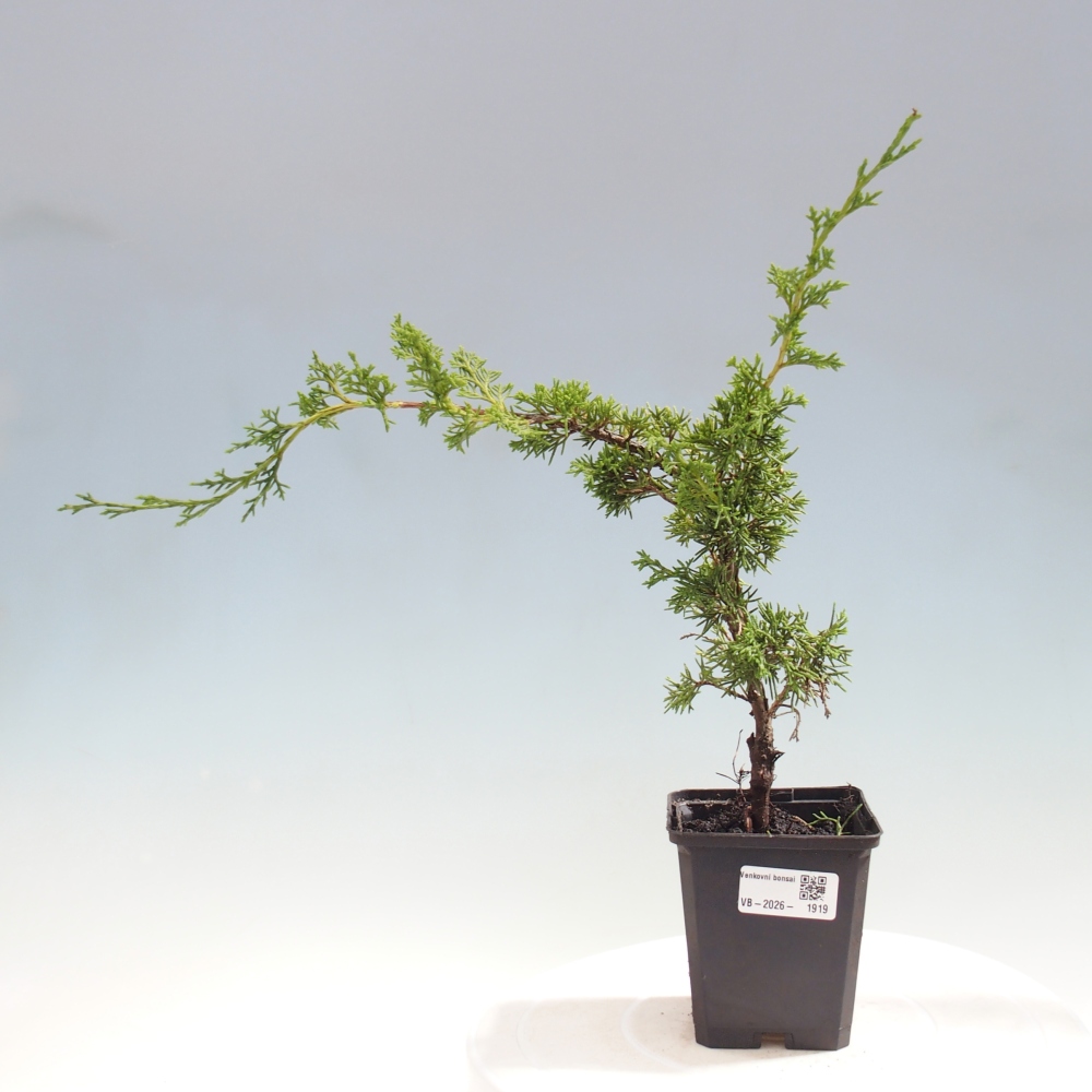 Bonsai voor buiten - Juniperus chinensis Itoigawa