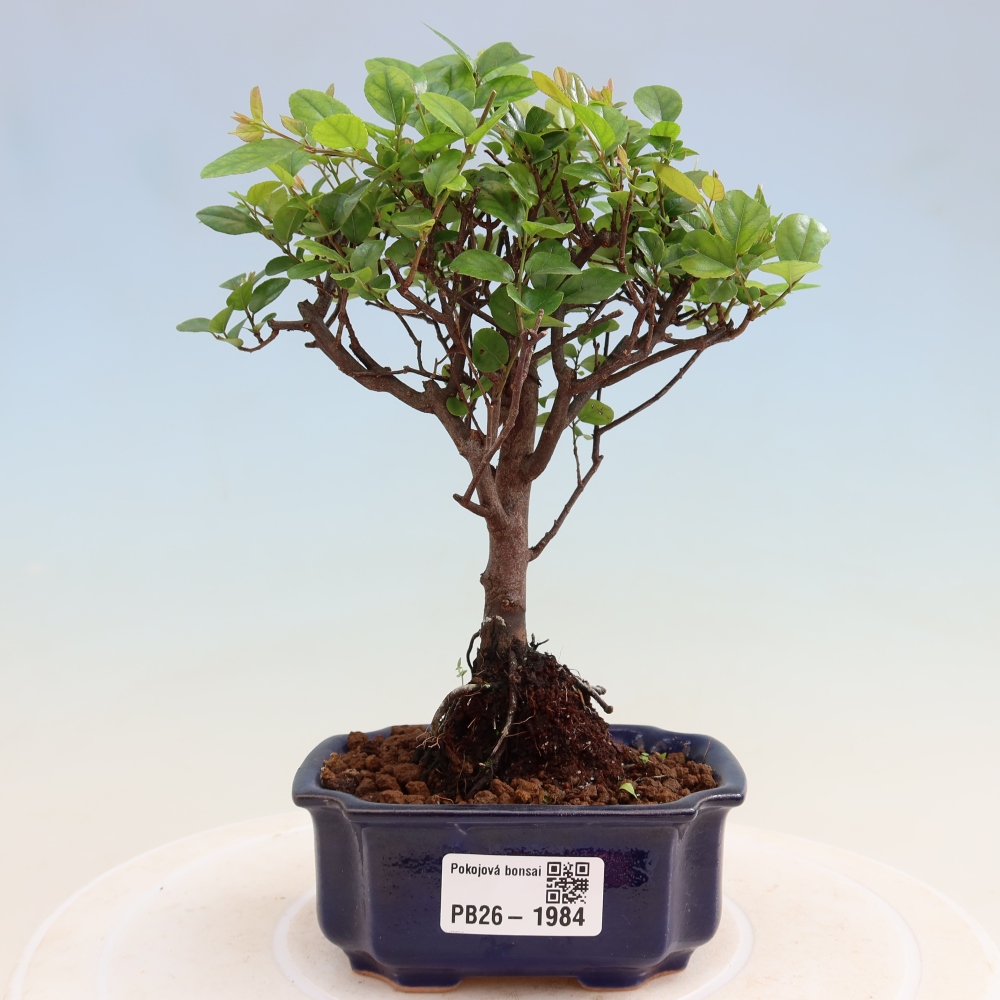 Kamerbonsai - Sageretia thea - Sageretia thea