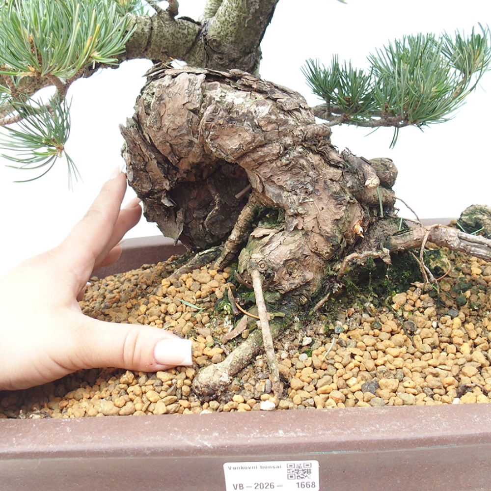 Bonsai voor buiten - Pinus parviflora - Pinus parviflora