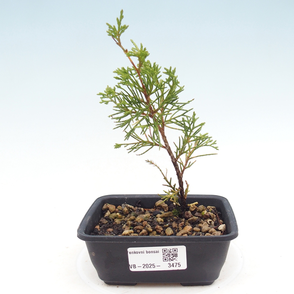 Bonsai voor buiten - Juniperus chinensis Itoigawa