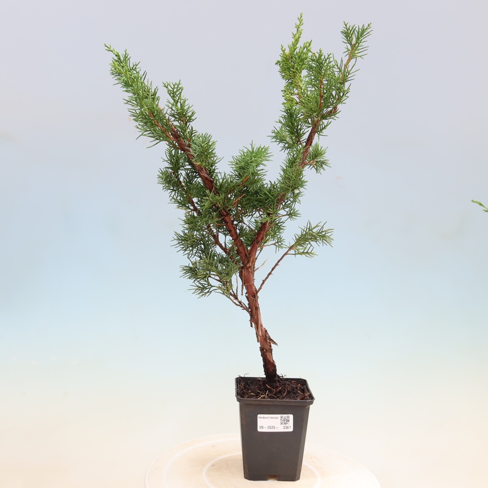 Bonsai voor buiten - Juniperus chinensis Kishu