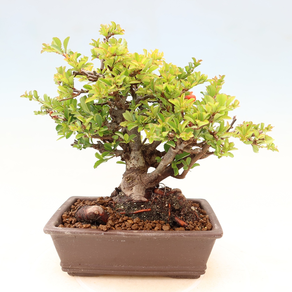 Bonsai voor buiten - Chaneomeles speciosa Chojubai