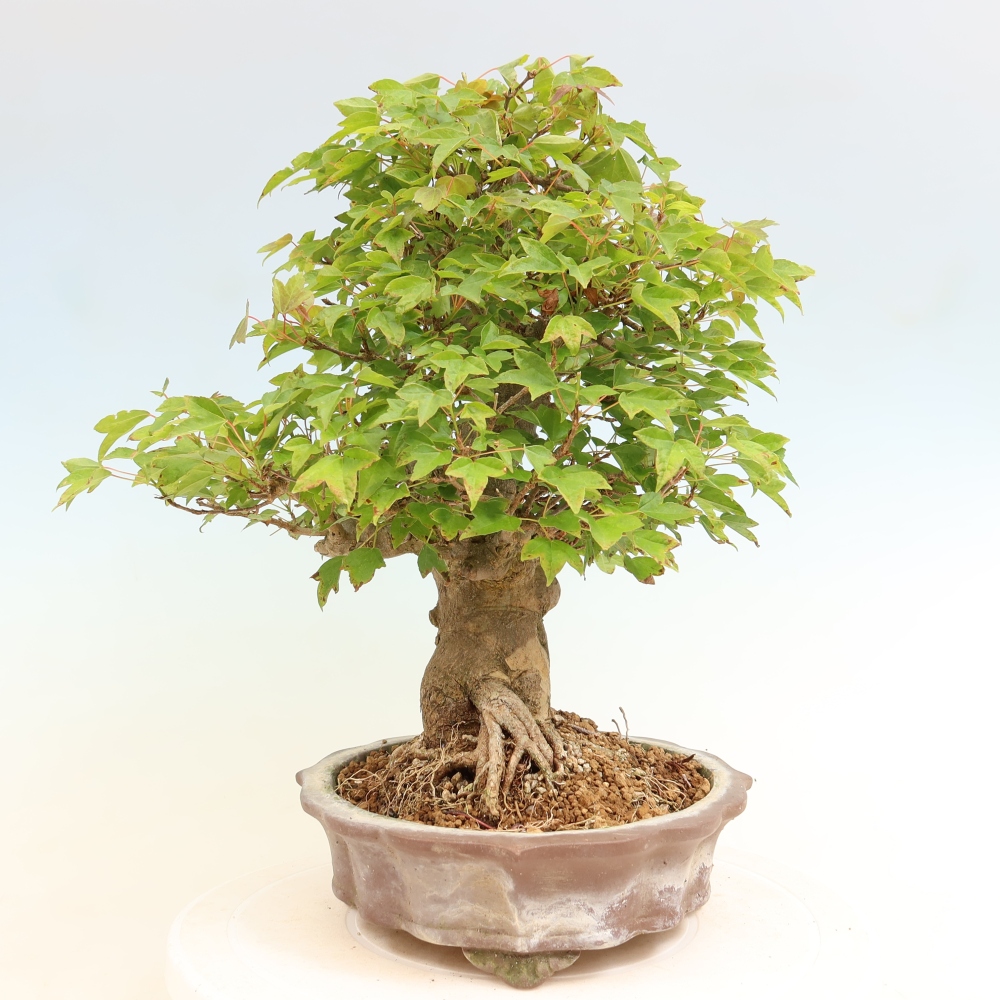 Bonsai voor buiten - Esdoorn Burger - Acer Burgerianum