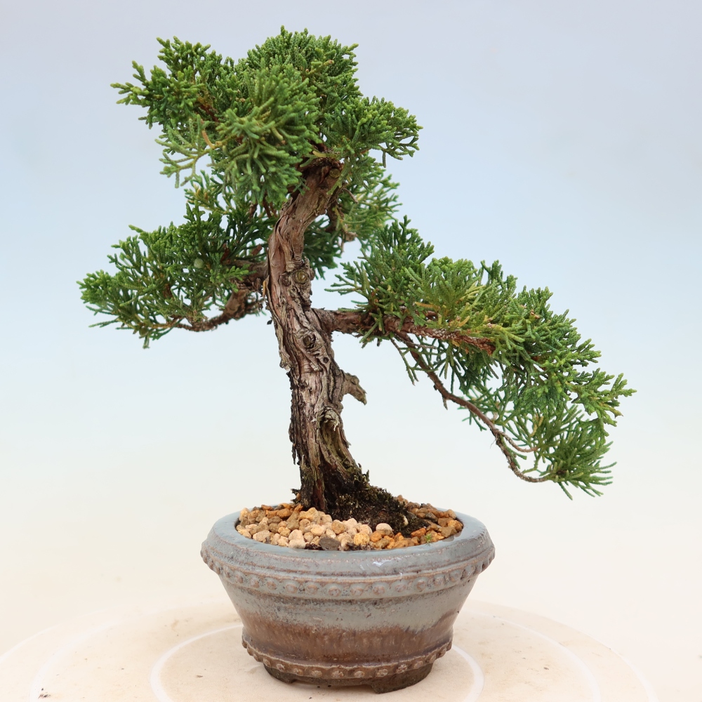 Bonsai voor buiten - Juniperus chinensis Kishu