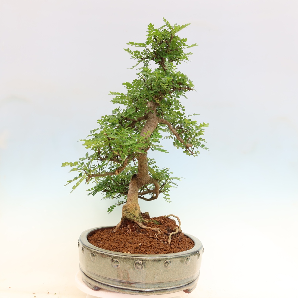 Kamerbonsai - Zantoxylum piperitum - peperboom