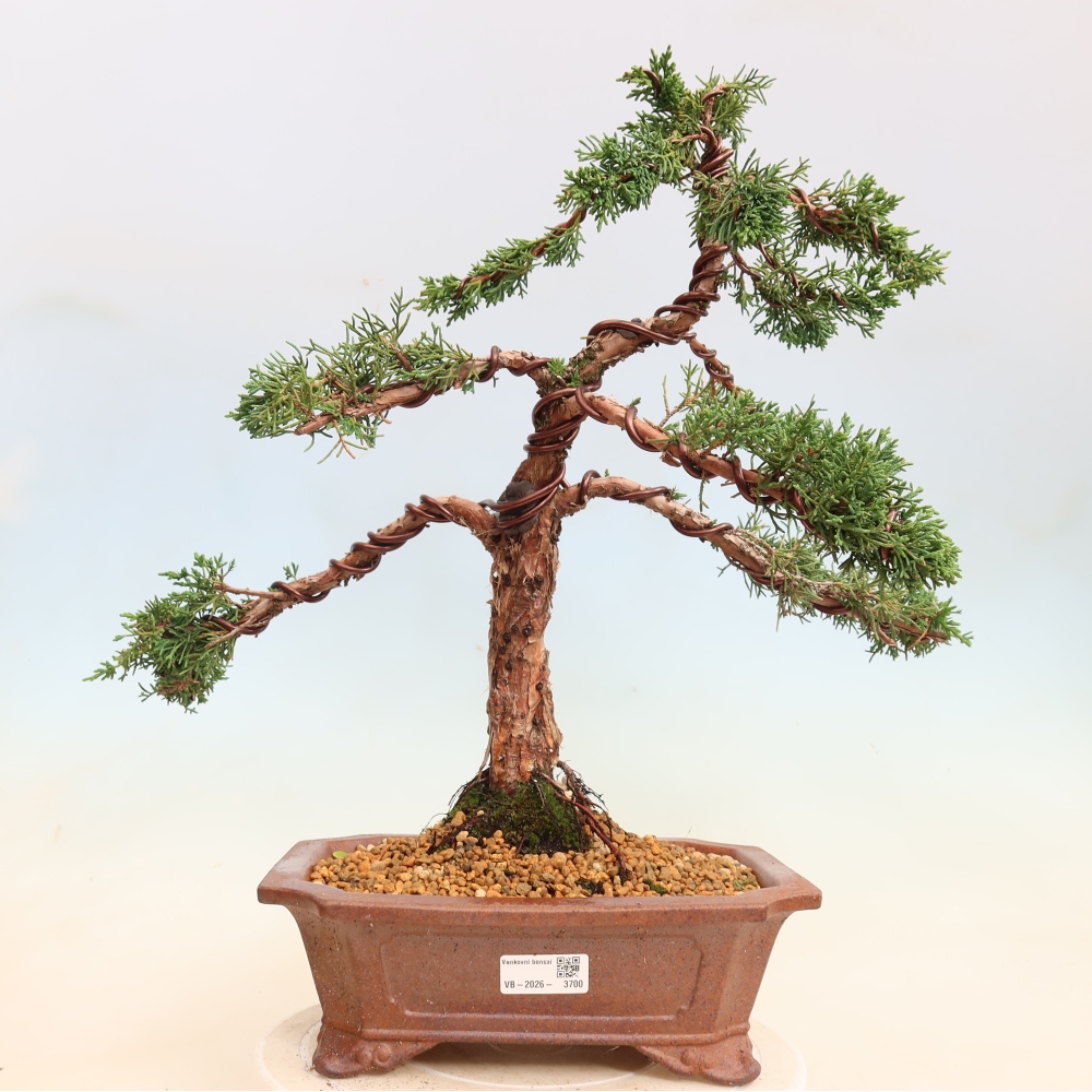 Bonsai voor buiten - Juniperus chinensis Kishu