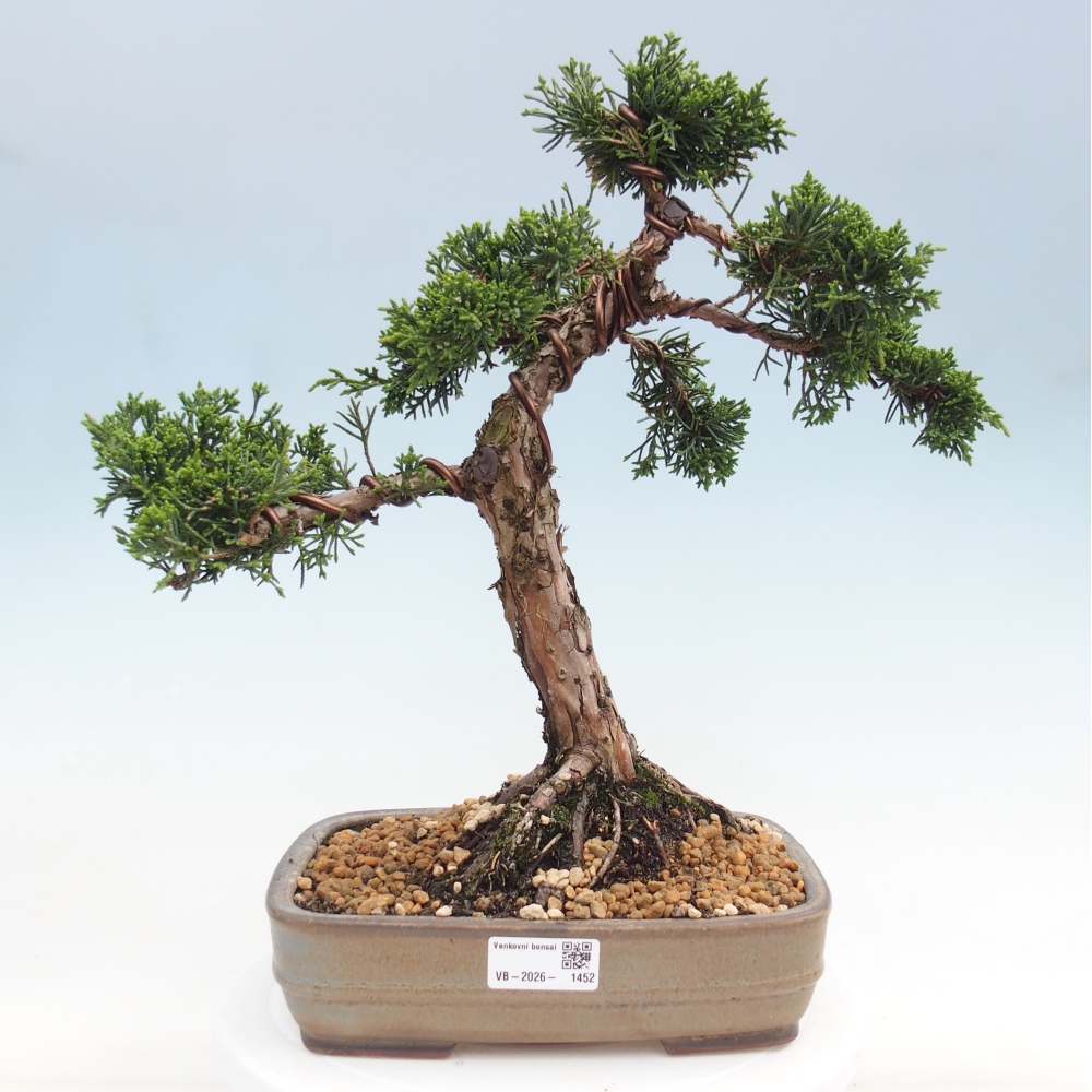 Bonsai voor buiten - Juniperus chinensis Kishu