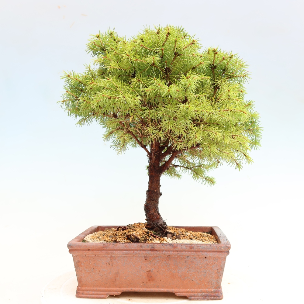 Buitenbonsai – Grijze spar – Picea glauca globe