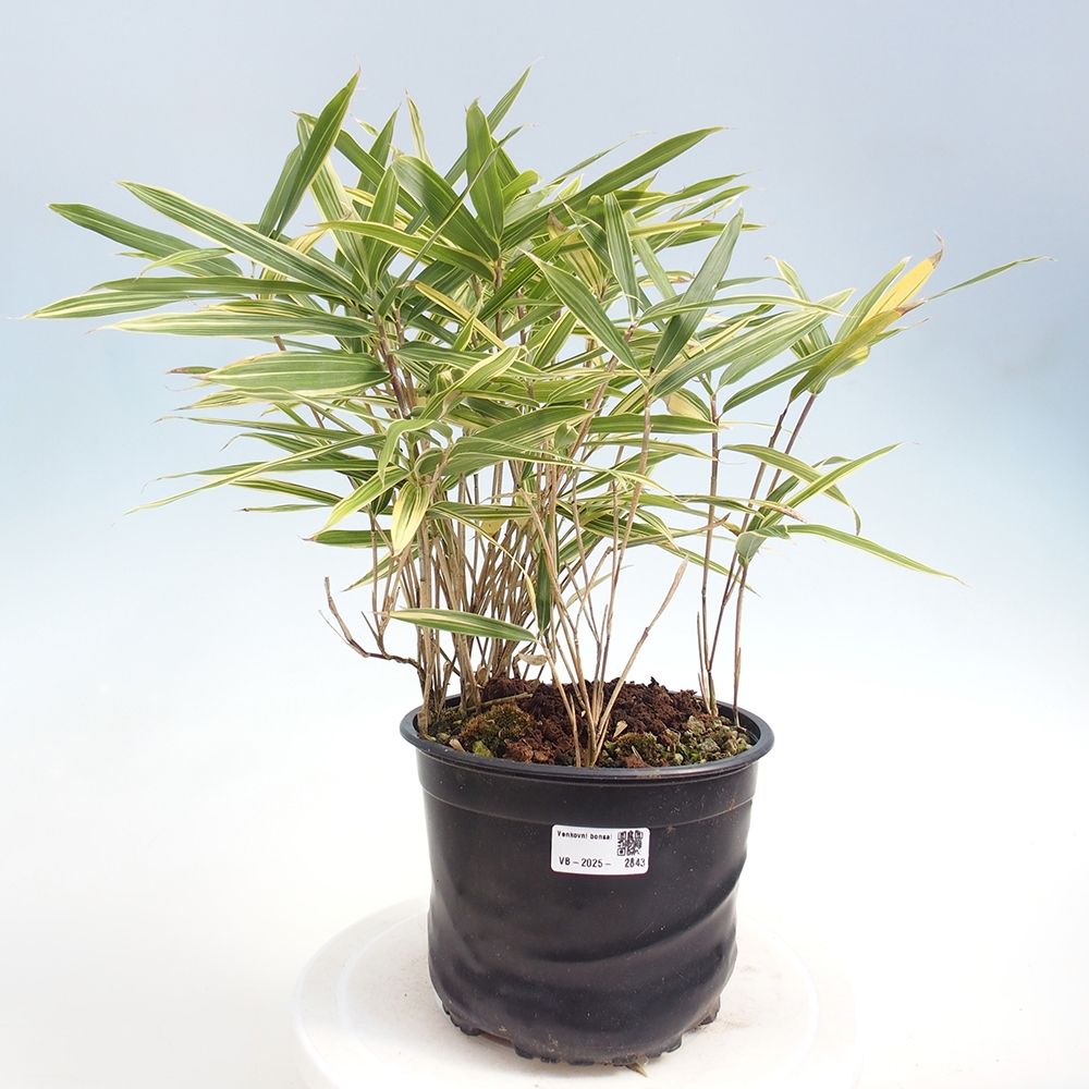 Bonsai voor buiten - Sasaella masamuneana Albostriata - Bamboe