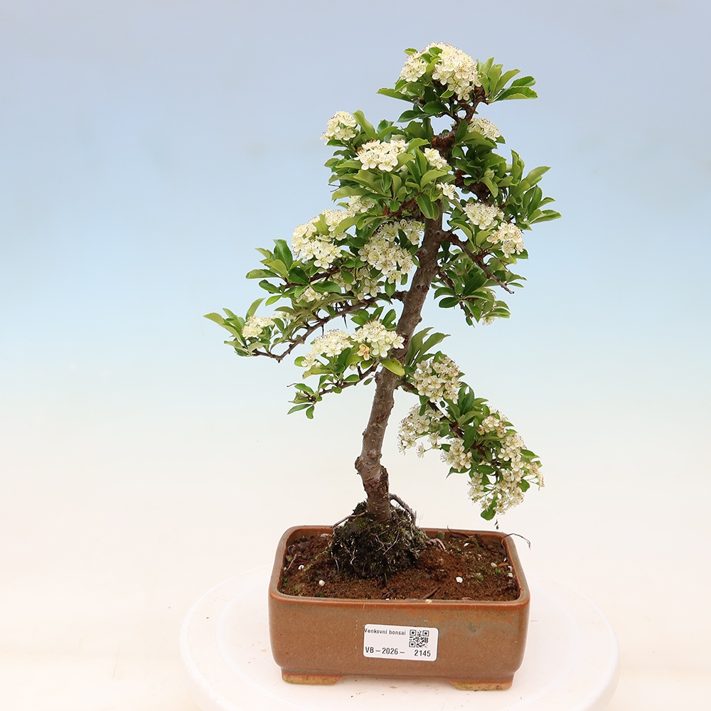 Buitenbonsai - Pyracantha teton - Vuurdoorn