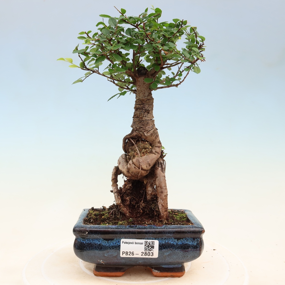 Kamerbonsai - Ulmus parvifolia - Winteriep