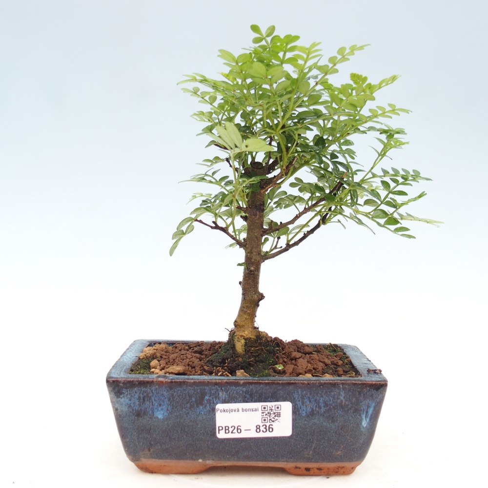 Kamerbonsai - Zantoxylum piperitum - peperboom