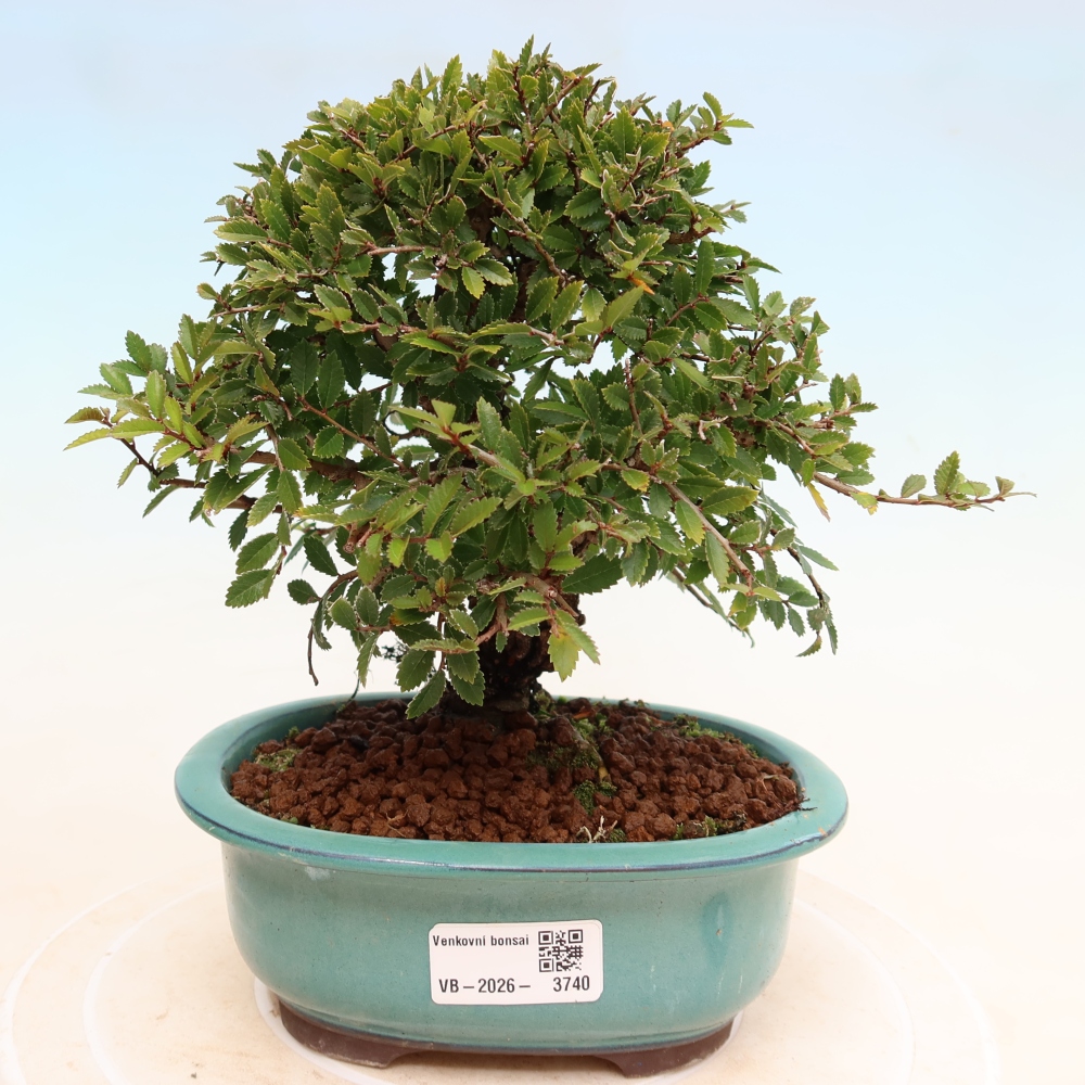Bonsai voor buiten - Zelkova - Zelkova NIRE