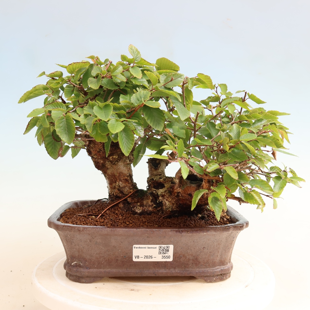 Bonsai voor buiten -Carpinus CARPINOIDES - Koreaanse haagbeuk