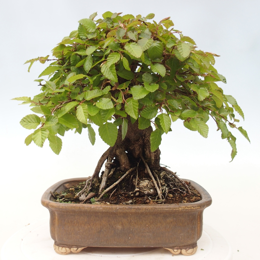 Bonsai voor buiten -Carpinus CARPINOIDES - Koreaanse haagbeuk